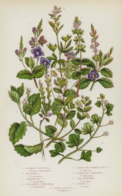 Plantes à fleurs de Grande-Bretagne : Véronique commune, Véronique des montagnes, Véronique petit-chêne, Véronique à feuilles de lierre, Véronique verte rampante, Véronique de Buxbaum, Véronique des murs, Véronique printanière, Véronique à doigts émoussés - English School