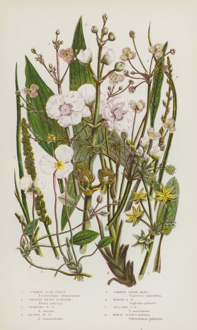 Plantes à fleurs de Grande-Bretagne : Étoile d