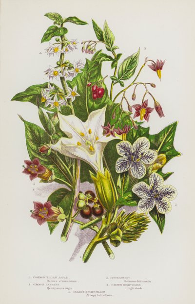 Plantes à fleurs de Grande-Bretagne : Datura stramoine, Jusquiame noire, Douce-amère, Morelle noire, Belladone - English School
