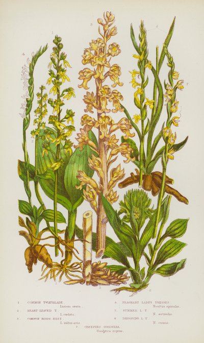 Plantes à fleurs de Grande-Bretagne : Listère à feuilles en cœur, Listère à feuilles larges, Nid d