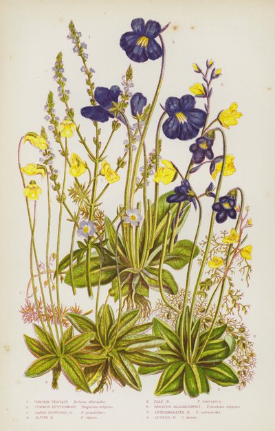 Plantes à fleurs de Grande-Bretagne : Verveine commune, Grassette commune, Grassette à grandes fleurs, Grassette alpine, Grassette pâle, Utriculaire plus grande, Utriculaire intermédiaire, Utriculaire plus petite - English School