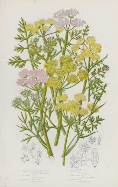 Plantes à fleurs de Grande-Bretagne : Oenanthe aquatique, Oenanthe de Lachenal, Oenanthe safranée, Oenanthe de Peucedanum, Oenanthe fluviatile, Oenanthe à feuilles fines - English School