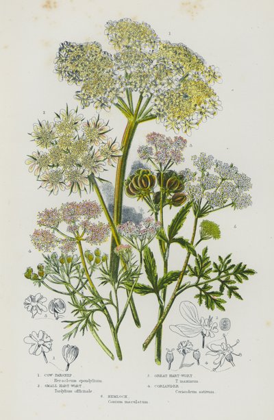 Plantes à fleurs de Grande-Bretagne : Berce commune, Petite Hart-Wort, Grande Hart-Wort, Coriandre, Ciguë (lithographie en couleur) - English School
