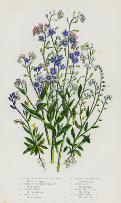 Plantes à fleurs de Grande-Bretagne : Myosotis des marais rampant, Myosotis des marais rampant ou Ne m