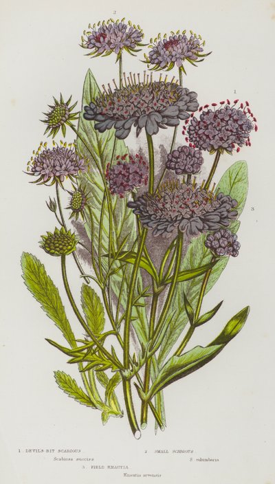 Plantes à fleurs de Grande-Bretagne : Scabieuse du diable, Petite scabieuse, Knautie des champs - English School