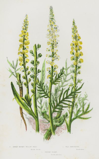 Plantes à fleurs de Grande-Bretagne : Réséda jaune, Réséda sauvage, Réséda arbustif - English School
