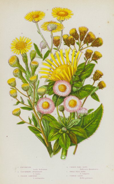 Plantes à fleurs de Grande-Bretagne : Inule, Aunée, Criste marine dorée, Pulicaire commune, Pulicaire petite, Marguerite commune - English School