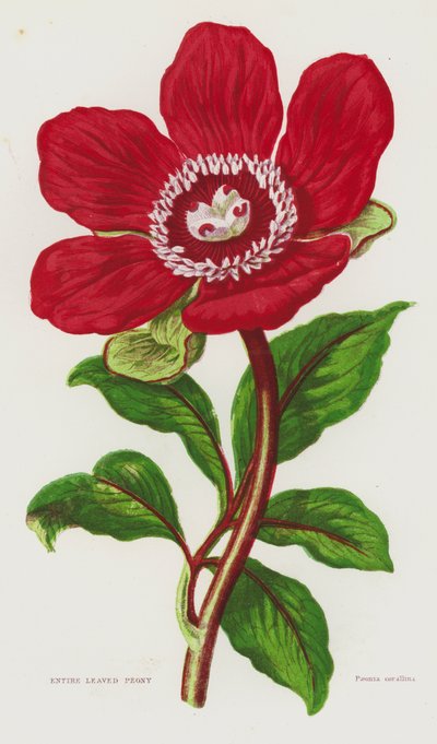 Plantes à fleurs de Grande-Bretagne : Pivoine à feuilles entières - English School