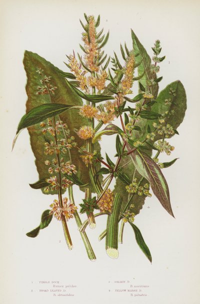 Plantes à fleurs de Grande-Bretagne : Patience à feuilles larges, Patience dorée, Patience jaune des marais - English School
