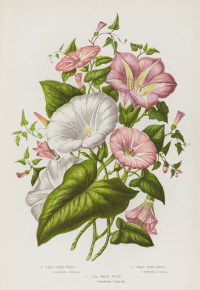 Plantes à fleurs de Grande-Bretagne : Liseron des champs, Grand liseron, Liseron maritime (lithographie en couleur) - English School