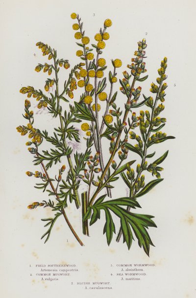 Plantes à fleurs de Grande-Bretagne : Armoise champêtre, Armoise commune, Absinthe commune, Absinthe maritime, Armoise bleuâtre (lithographie en couleur) - English School