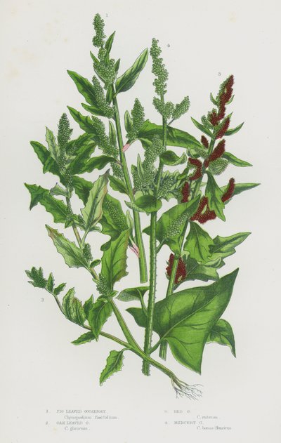 Plantes à fleurs de Grande-Bretagne : Chénopode à feuilles de figuier, Chénopode à feuilles de chêne, Chénopode rouge, Chénopode mercuriale - English School