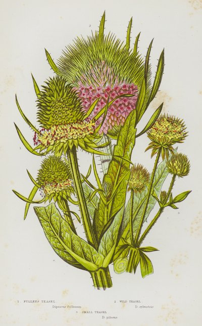 Plantes à fleurs de Grande-Bretagne : Cardère des foulons, Cardère sauvage, Petite cardère - English School