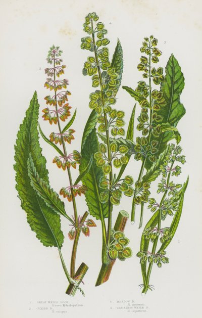 Plantes à fleurs de Grande-Bretagne : Patience d