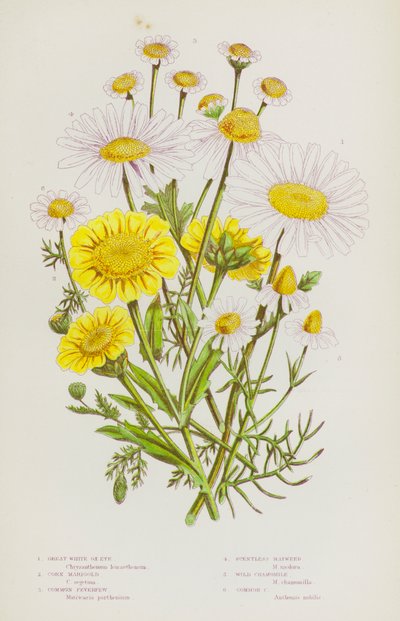 Plantes à fleurs de Grande-Bretagne : Grande marguerite blanche, Souci des champs, Grande camomille, Matricaire inodore, Camomille sauvage, Camomille commune - English School