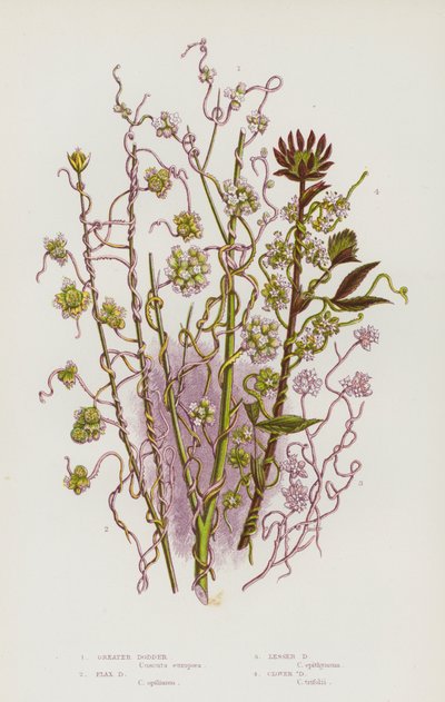 Plantes à fleurs de Grande-Bretagne : Cuscute plus grande, Cuscute du lin, Cuscute plus petite, Cuscute du trèfle - English School