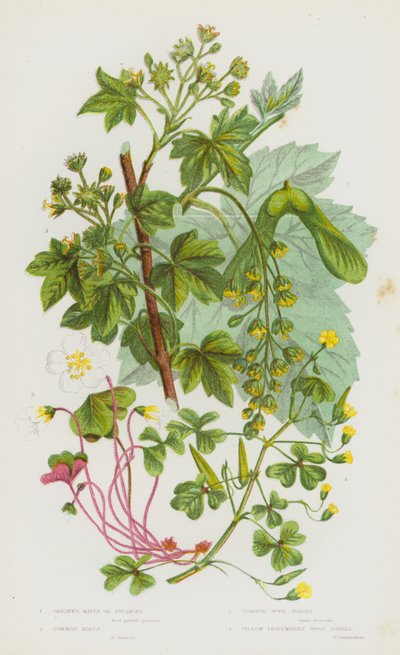 Plantes à fleurs de Grande-Bretagne : Érable plus grand ou sycomore, érable commun, oxalis des bois commun, oxalis des bois jaune rampant - English School