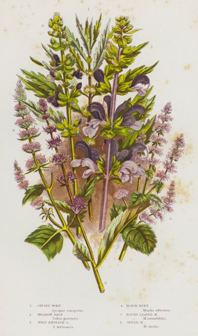 Plantes à fleurs de Grande-Bretagne : Lycopus, Sauge des prés, Sauge sauvage anglaise, Menthe chevaline, Menthe à feuilles rondes, Menthe verte - English School