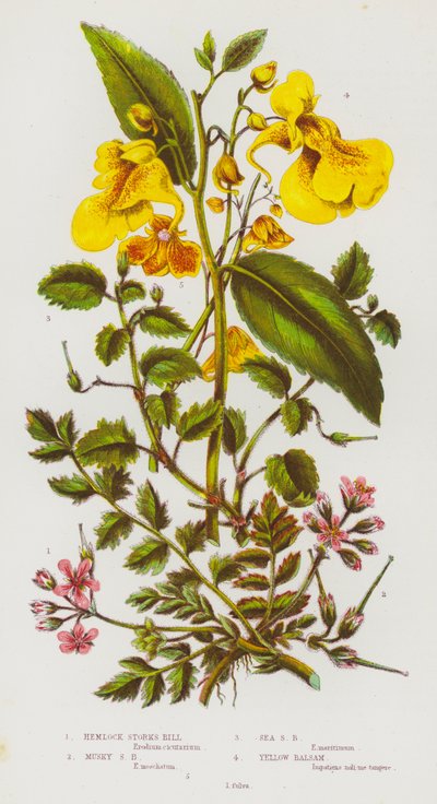 Plantes à fleurs de Grande-Bretagne : Bec-de-grue à feuilles de ciguë, Bec-de-grue musqué, Bec-de-grue maritime, Balsamine jaune - English School