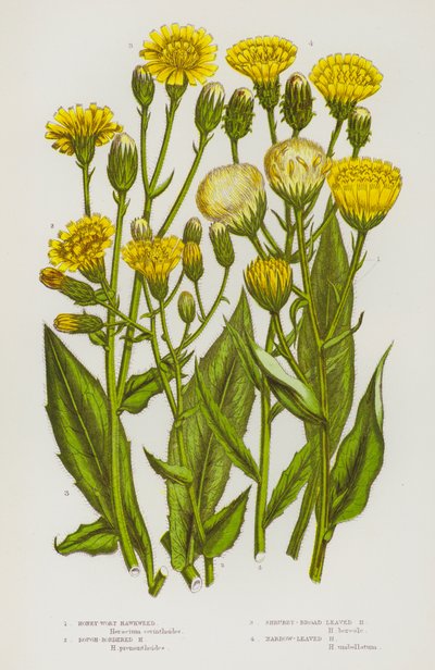Plantes à fleurs de Grande-Bretagne : Épervière à feuilles de miel, Épervière à bord rugueux, Épervière arbustive à larges feuilles, Épervière à feuilles étroites - English School