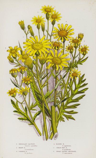 Plantes à fleurs de Grande-Bretagne : Séneçon inélégant, Séneçon blanchâtre, Séneçon commun, Séneçon des marais, Séneçon des marais, Séneçon à grandes feuilles - English School