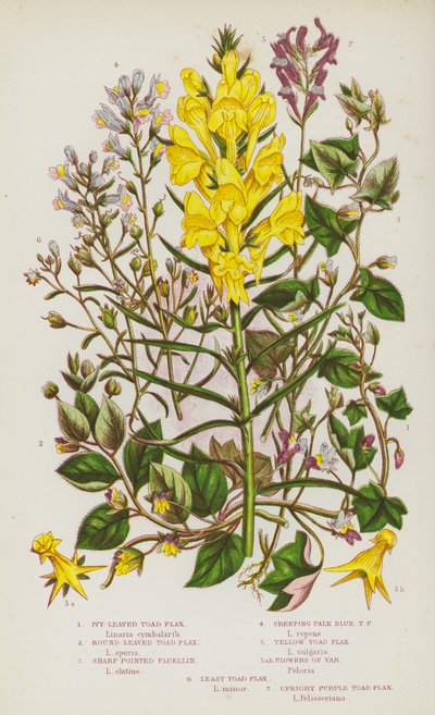 Plantes à fleurs de Grande-Bretagne : Linaire à feuilles de lierre, Linaire à feuilles rondes, Linaire aiguë, Linaire rampante bleu pâle, Linaire jaune, Fleurs de Var, Linaire des champs, Linaire pourpre dressée - English School