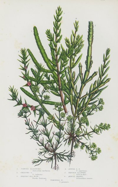 Plantes à fleurs de Grande-Bretagne : Salicorne, Salicorne rampante, Soude arbustive, Soude annuelle, Salsola kali, Knawel annuel, Knawel vivace - English School