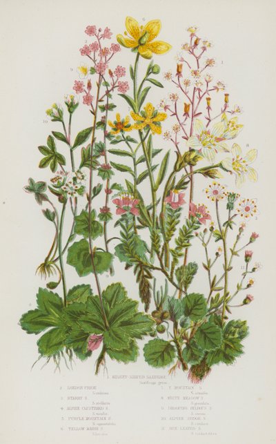 Plantes à fleurs de Grande-Bretagne : Saxifrage en forme de rein, Fierté de Londres, Saxifrage étoilé, Saxifrage alpin en grappes, Saxifrage pourpre des montagnes, Saxifrage jaune des marais, Saxifrage jaune des montagnes, Saxifrage des prés blanc, Saxifra - English School