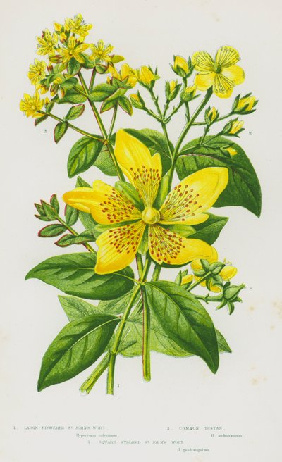 Plantes à fleurs de Grande-Bretagne : Millepertuis à grandes fleurs, Tustan commun, Millepertuis à tige carrée - English School