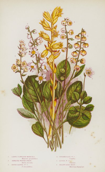 Plantes à fleurs de Grande-Bretagne : Moneses à grandes fleurs, Pyrole dentée, Pyrole à feuilles rondes, Pyrole intermédiaire, Pyrole mineure, Nid d