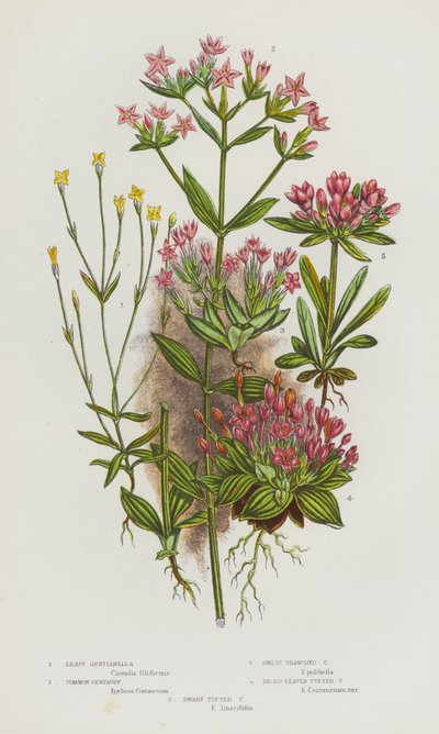 Plantes à fleurs de Grande-Bretagne : Petite gentiane, Centaurée commune, Centaurée naine ramifiée, Centaurée à feuilles larges, Centaurée naine touffue (lithographie en couleur) - English School