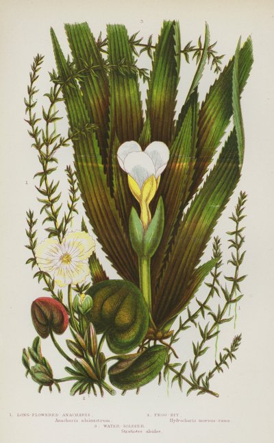 Plantes à fleurs de Grande-Bretagne : Anacharis à longues fleurs, Hydrocharis, Soldat d