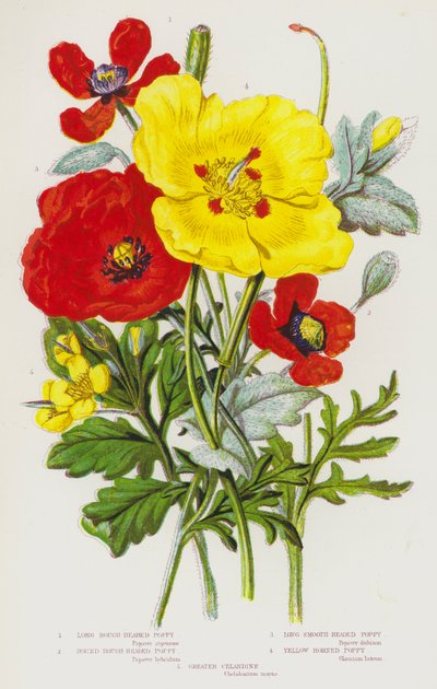 Plantes à fleurs de Grande-Bretagne : Pavot à tête rugueuse longue, Pavot à tête rugueuse ronde, Pavot à tête lisse longue, Pavot cornu jaune, Grande Chélidoine - English School
