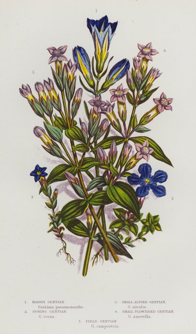 Plantes à fleurs de Grande-Bretagne : Gentiane des marais, Gentiane printanière, Petite gentiane alpine, Gentiane à petites fleurs, Gentiane des champs - English School