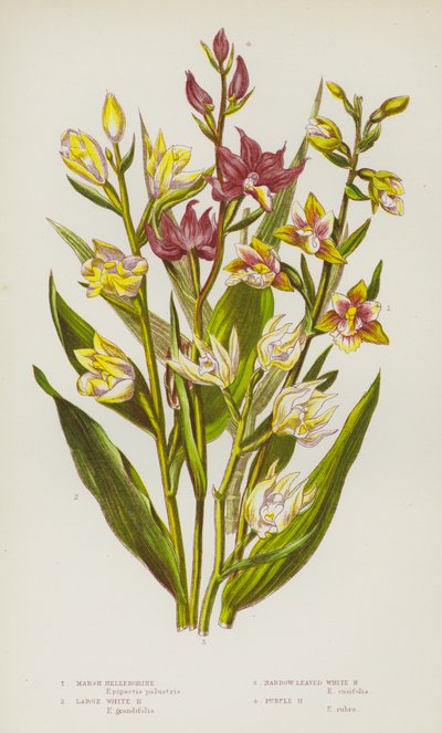 Plantes à fleurs de Grande-Bretagne : Helleborine des marais, Grande helleborine blanche, Helleborine blanche à feuilles étroites, Helleborine pourpre - English School