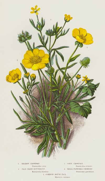 Plantes à fleurs de Grande-Bretagne : Renoncule des prés, Renoncule velue pâle, Renoncule des champs, Petite renoncule, Queue de souris commune - English School