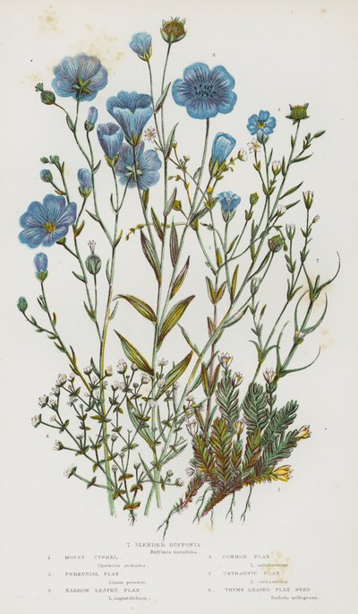 Plantes à fleurs de Grande-Bretagne : Cyphelle mousseuse, Lin vivace, Lin à feuilles étroites, Lin commun, Lin cathartique, Lin à feuilles de thym, Buffonie élancée - English School