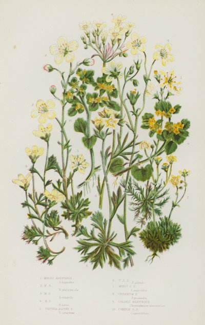 Plantes à fleurs de Grande-Bretagne : Saxifrage mousseux, Saxifrage mousseux, Saxifrage mousseux, Saxifrage mousseux, Saxifrage alpin touffu, Saxifrage alpin touffu, Saxifrage alpin mousseux, Saxifrage géranium, Saxifrage doré, Saxifrage doré commun - English School