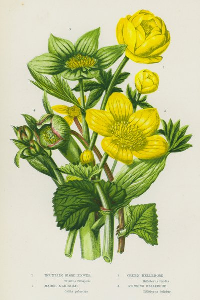 Plantes à fleurs de Grande-Bretagne : Trolle des montagnes, Populage des marais, Hellébore vert, Hellébore fétide (lithographie en couleur) - English School