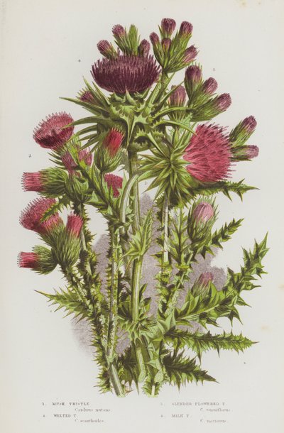Plantes à fleurs de Grande-Bretagne : Chardon penché, Chardon à fleurs fines, Chardon-Marie - English School