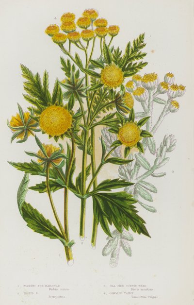 Plantes à fleurs de Grande-Bretagne : Bidens penché, Bidens trifide, Cotonnière de bord de mer, Tanaisie commune - English School