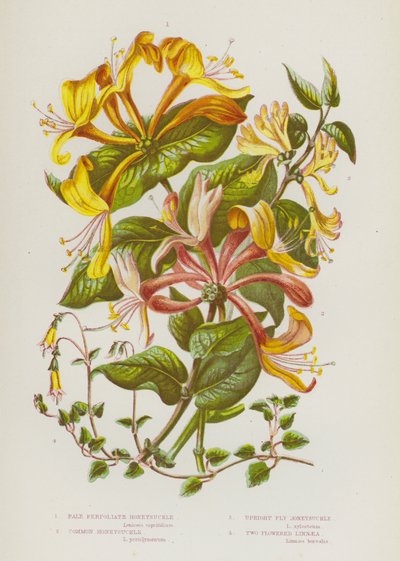 Plantes à fleurs de Grande-Bretagne : Chèvrefeuille perfolié pâle, Chèvrefeuille commun, Chèvrefeuille des mouches dressé, Linnée à deux fleurs - English School