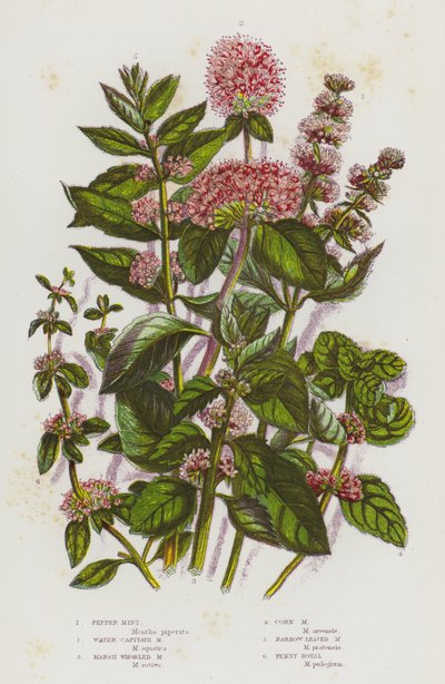 Plantes à fleurs de Grande-Bretagne : Menthe poivrée, Menthe capitate d