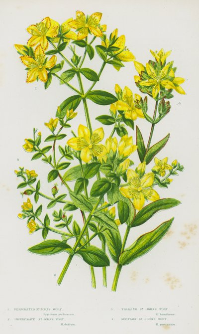 Plantes à fleurs de Grande-Bretagne : Millepertuis perforé, Millepertuis non perforé, Millepertuis rampant, Millepertuis des montagnes - English School