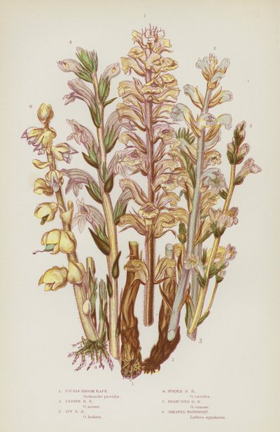 Plantes à fleurs de Grande-Bretagne : Orobanche de Picris, Petite orobanche, Orobanche du lierre, Orobanche pourpre, Orobanche rameuse, Lathrée écailleuse - English School