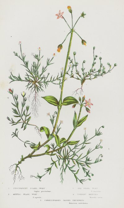 Plantes à fleurs de Grande-Bretagne : Perle rampante, Perle annuelle, Perle de mer, Maenchia dressée, Stellaire dentée ombellifère - English School