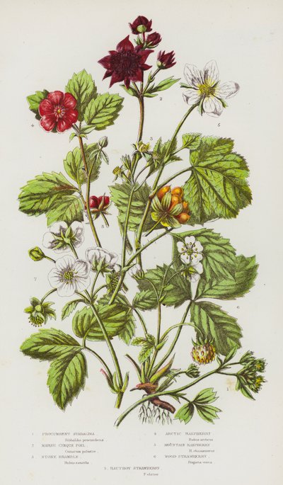 Plantes à fleurs de Grande-Bretagne : Sibbaldie rampante, Potentille des marais, Ronce de pierre, Framboisier arctique, Framboisier des montagnes, Fraisier des bois, Fraisier hautbois - English School