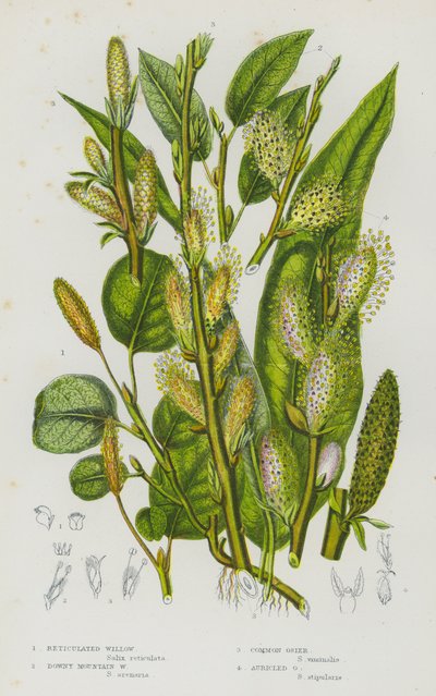 Plantes à fleurs de Grande-Bretagne : Saule réticulé, Saule des montagnes duveteux, Osier commun, Osier auriculé - English School