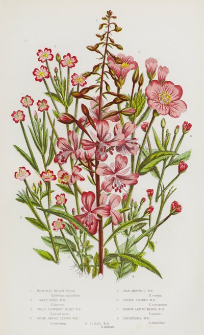 Plantes à fleurs de Grande-Bretagne : Épilobe à grandes fleurs, Épilobe hérissé, Épilobe à petites fleurs hérissées, Épilobe à feuilles larges et lisses, Épilobe à feuilles lisses pâles, Épilobe à tige carrée, Épilobe des marais à feuilles étroites, Stella - English School