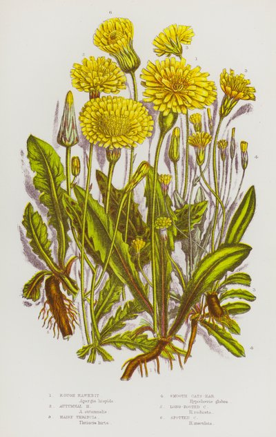Plantes à fleurs de Grande-Bretagne : Laiteron rugueux, Laiteron d